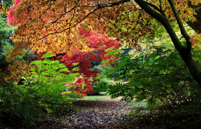 Autumn foliage in Westonbirt Arboretum, United Kingdom