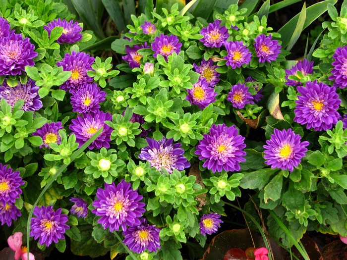 Purple Asters with green leaves
