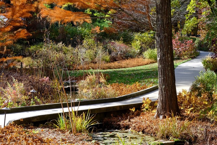 Autumn path through Longwood Gardens with a tree trunk