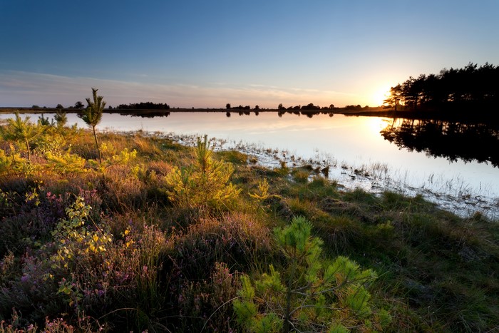 Sunset over a tranquil lake with pine trees and heather