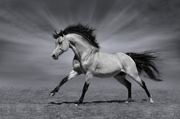 Black and white horse running