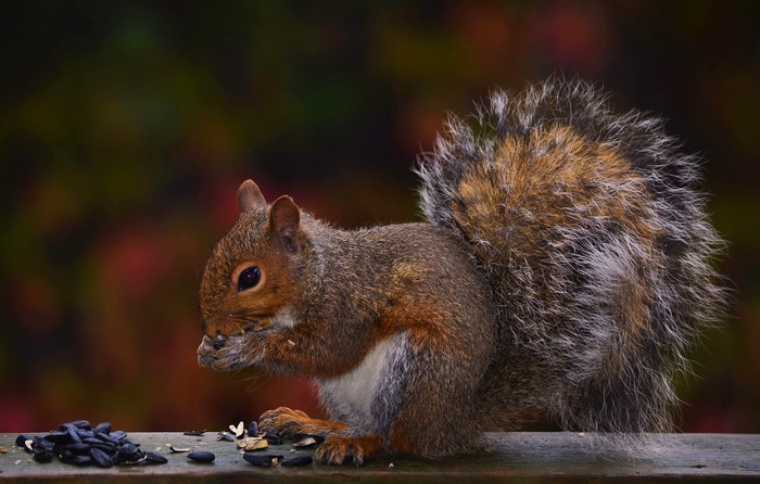 Squirrel eating sunflower seeds