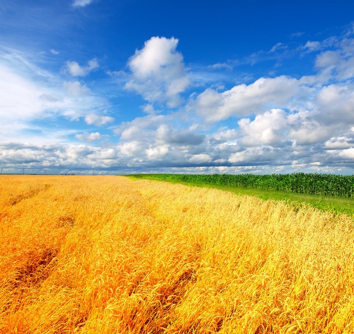 Golden wheat field and green cornfield under a blue sky with clouds