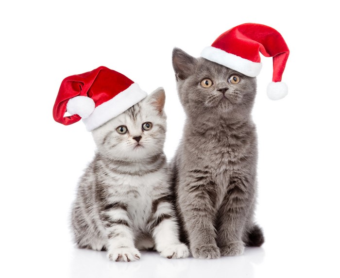 Two kittens wearing Santa hats