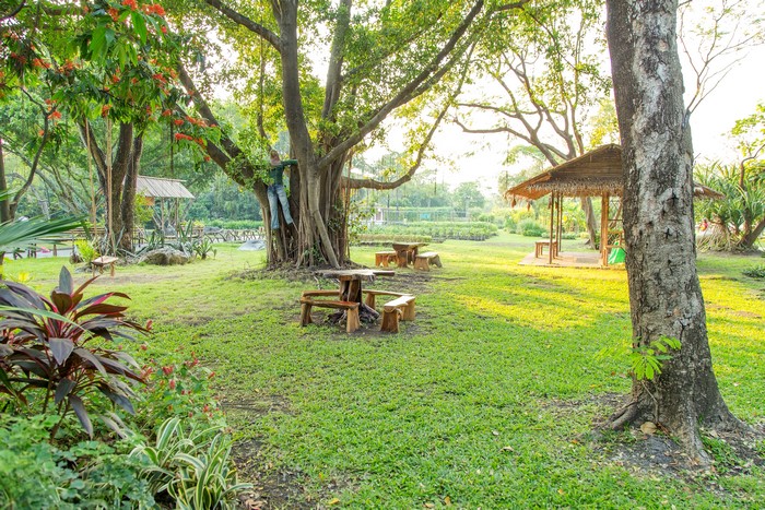 Person climbing a large tree in Suan Luang Park, Thailand
