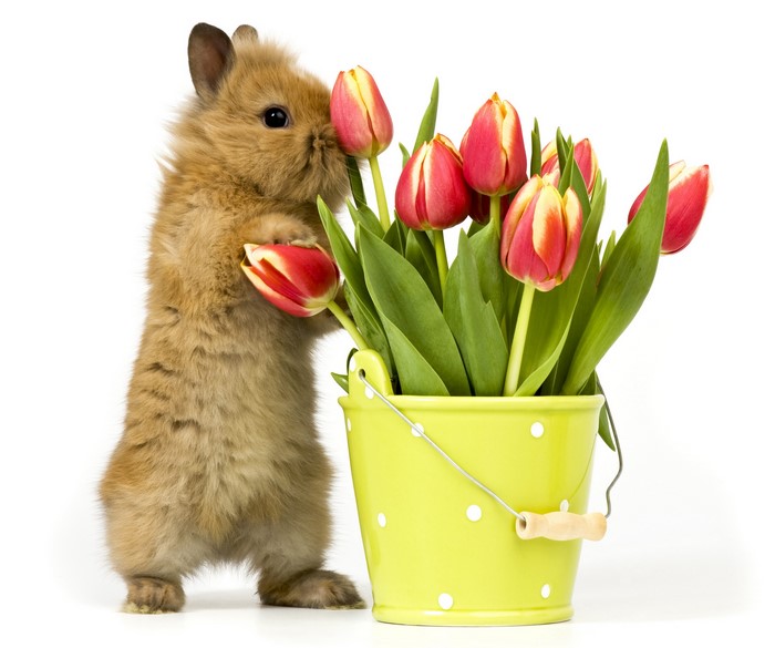 Rabbit and Tulips in a Bucket