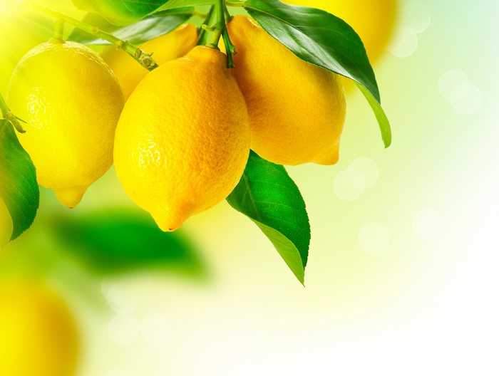 Lemons on a branch with green foliage
