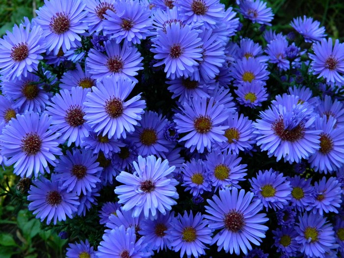 A cluster of light blue asters in bloom
