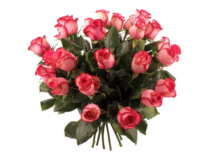 Bouquet of pink and white roses