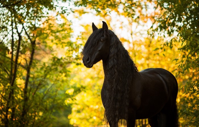 Black Friesian horse with long mane in autumn forest