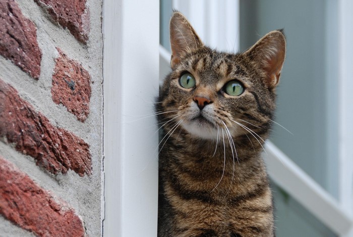 Tabby cat with green eyes looking up