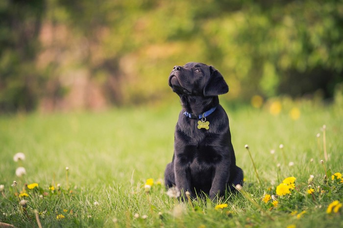 Black Labrador puppy sitting in a grassy field