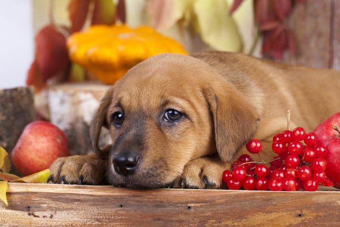 Golden Retriever puppy with autumn decorations