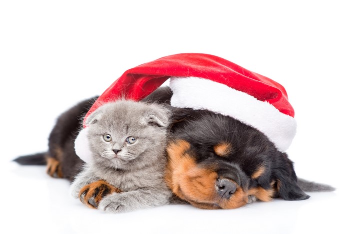 Kitten and Rottweiler puppy wearing a Santa hat