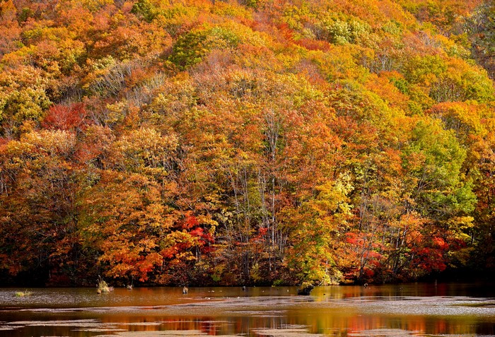 Autumn forest with a lake