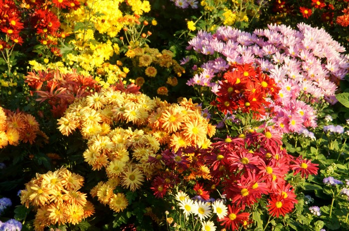 A colorful bed of chrysanthemums in bloom
