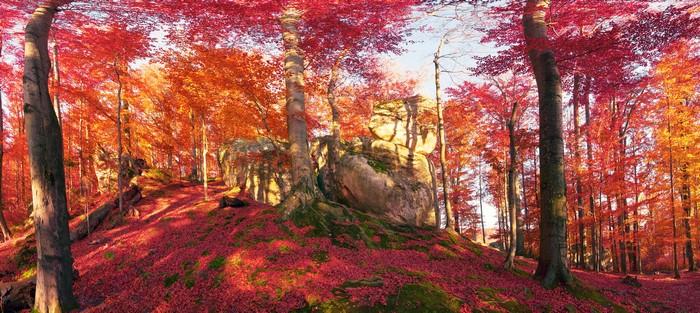 Autumn forest with red foliage and rocks in Carpathians