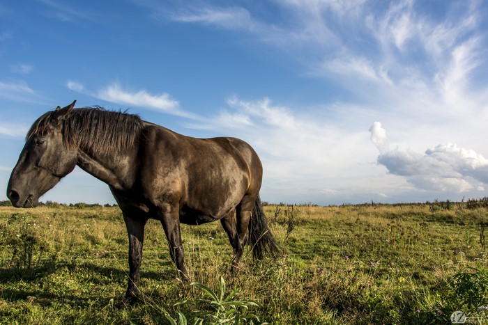 Brown horse in a grassy field under a blue sky