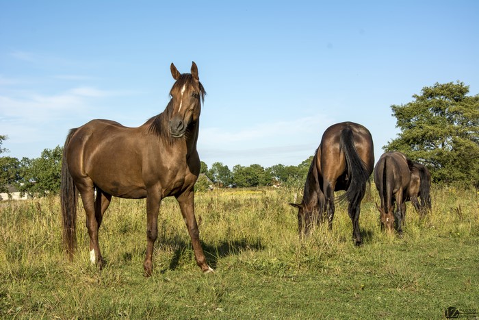 Horses in a grassy field