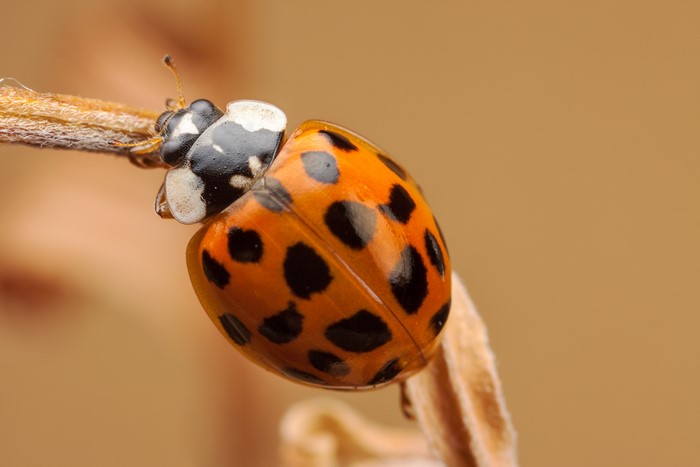 Macro shot of an orange ladybug with black spots