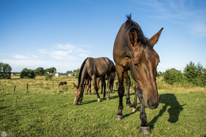 Horses grazing in a grassy field under a blue sky