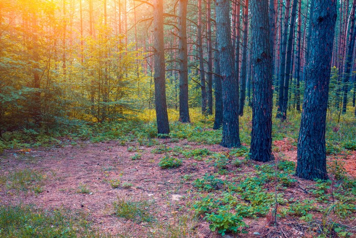 Forest with Pine Trees and Sunlight