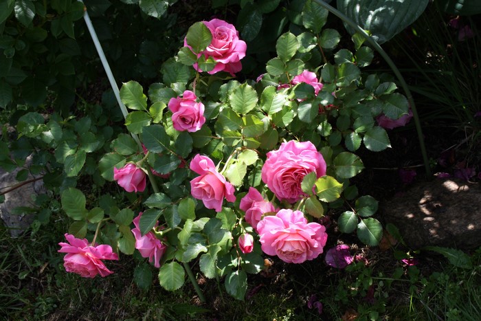 Pink roses in a garden