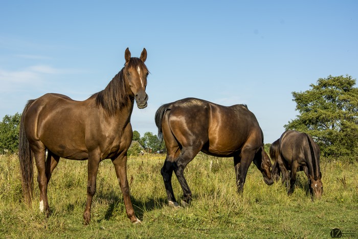 Three horses in a grassy field