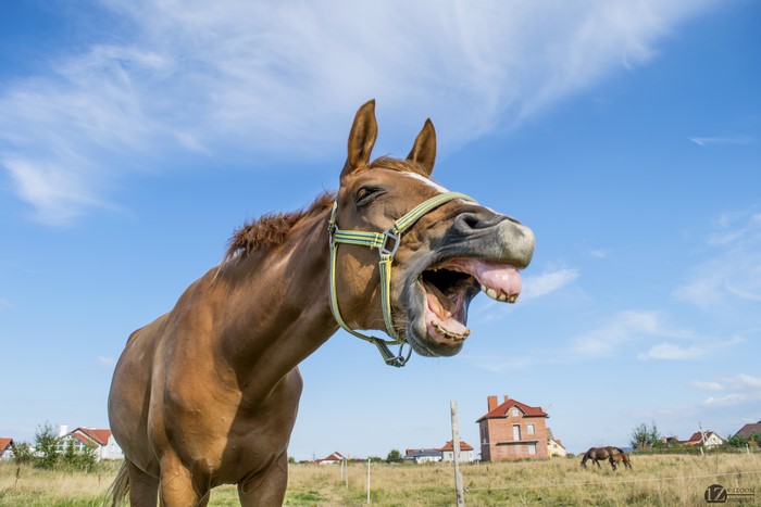 Horse with mouth open in a field