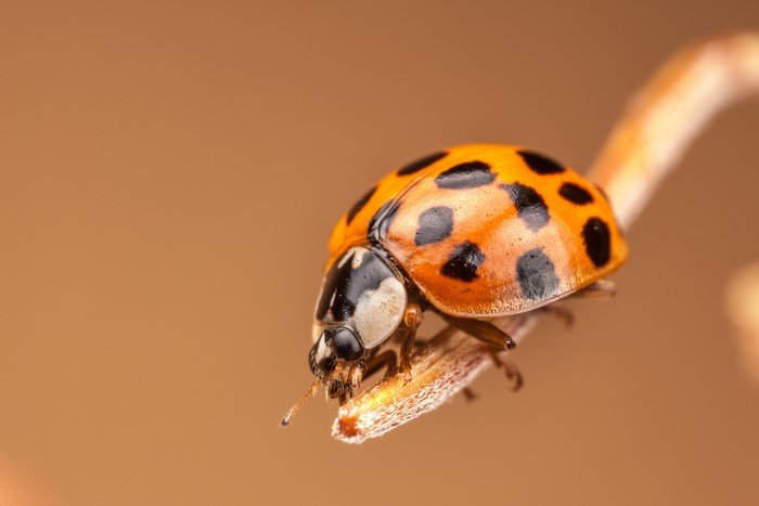 Ladybug closeup on a branch