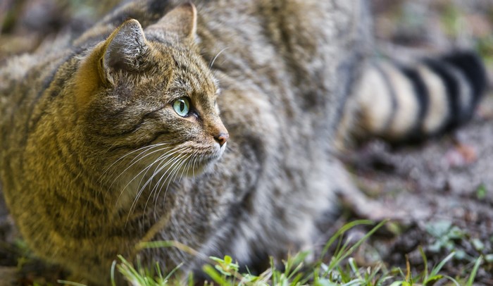 Wild cat with green eyes and striped tail