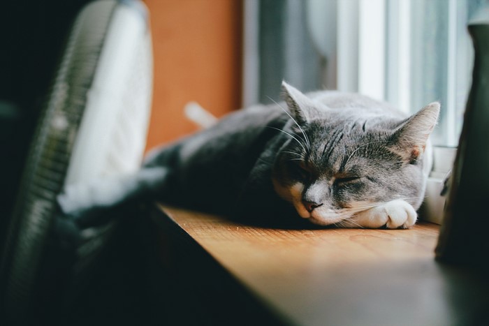 Grey cat sleeping on a windowsill