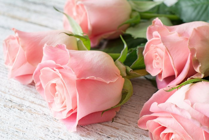 Pink Roses Closeup