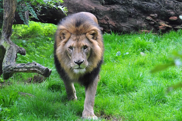 Lion walking on grass