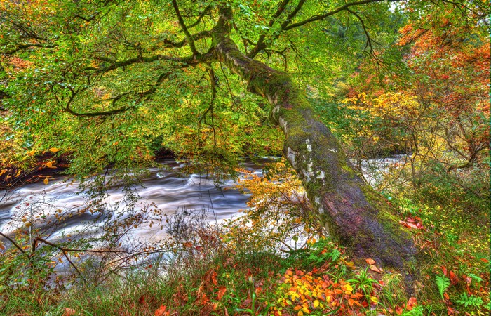 Autumn foliage by a river in Clyde Valley Woodlands, Scotland