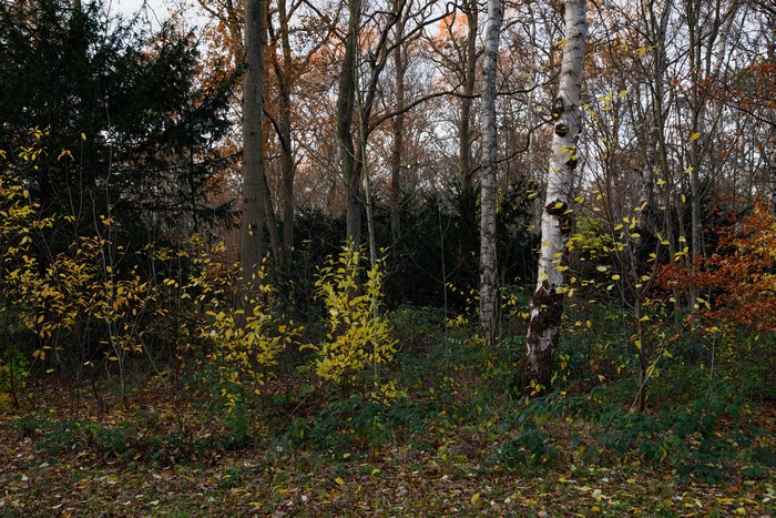 Autumn trees and shrubs at Beeckestijn, Netherlands