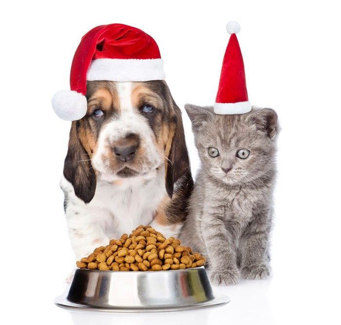 Puppy and Kitten Wearing Santa Hats with Food Bowl