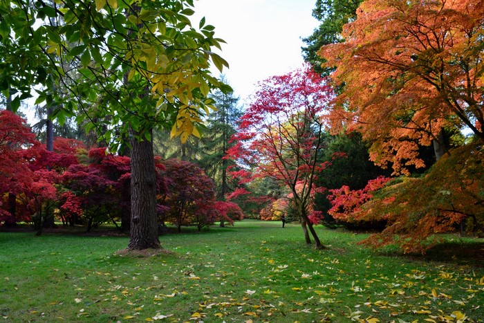 Autumn foliage at Westonbirt Arboretum, United Kingdom
