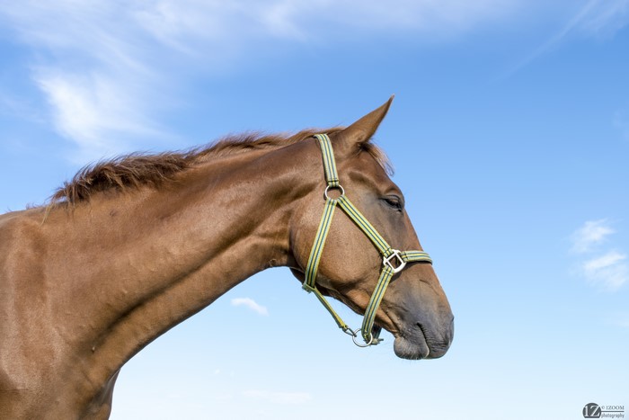 Brown horse with halter against blue sky