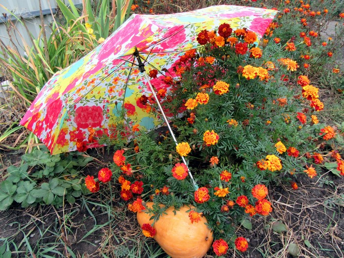 Colorful umbrella over marigolds with a pumpkin
