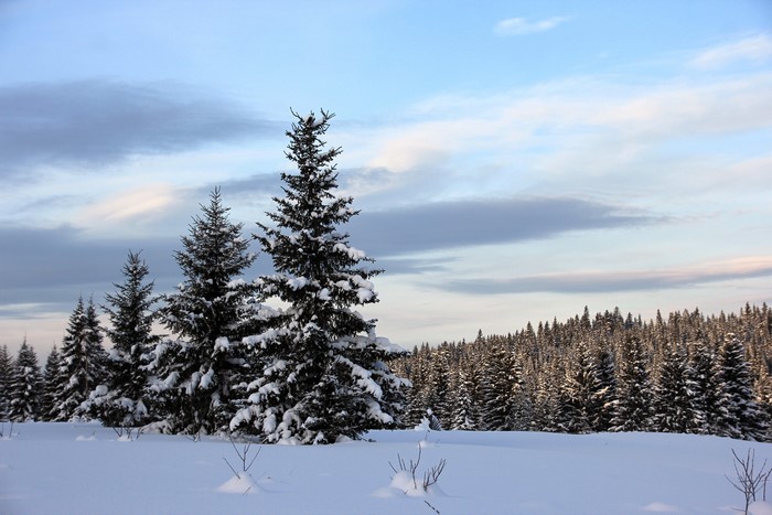 Snow-covered spruce trees under a cloudy sky