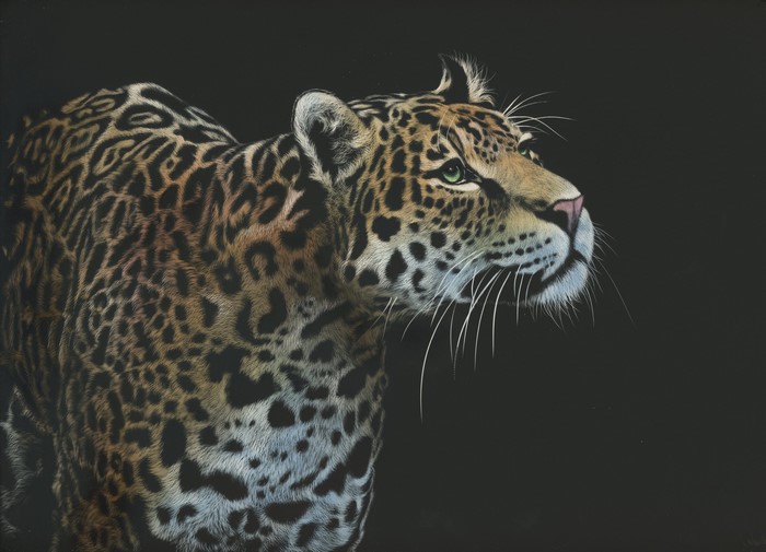 Jaguar painting with black background