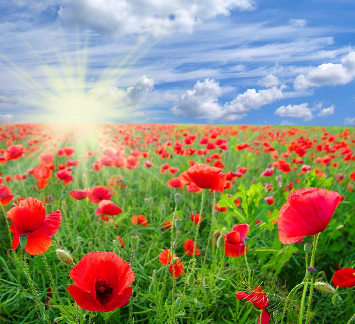 Field of red poppies under a sunny sky with clouds