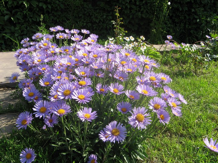 Purple Asters in a Garden