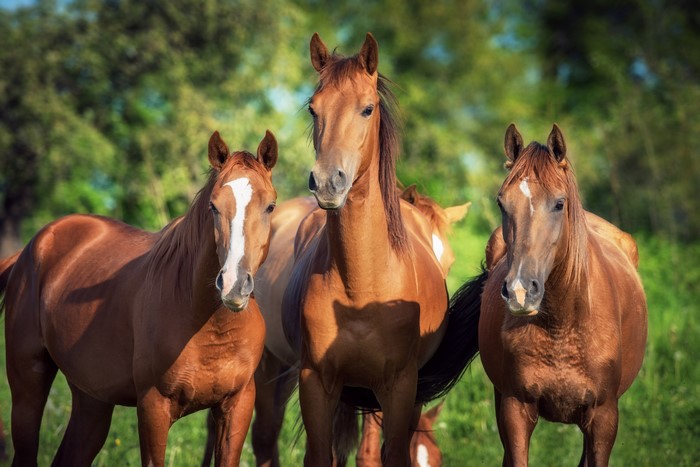Three brown horses in a field