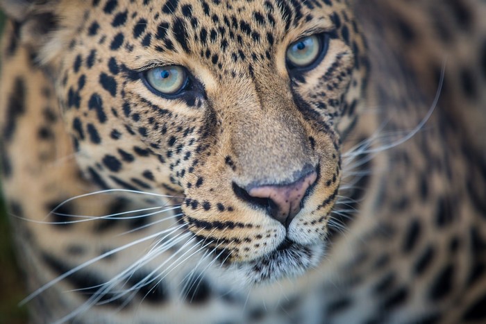 Close-up of a leopard's face with piercing eyes