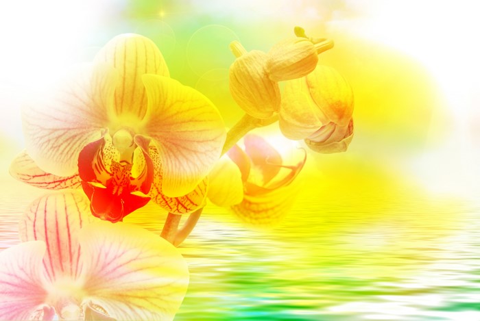 4K Yellow Orchid Flowers Reflected in Water