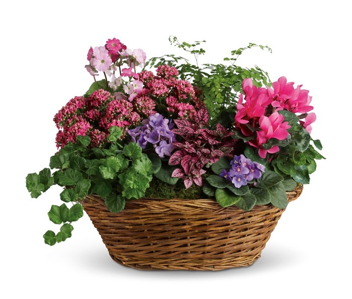 Assorted flowering plants in a wicker basket