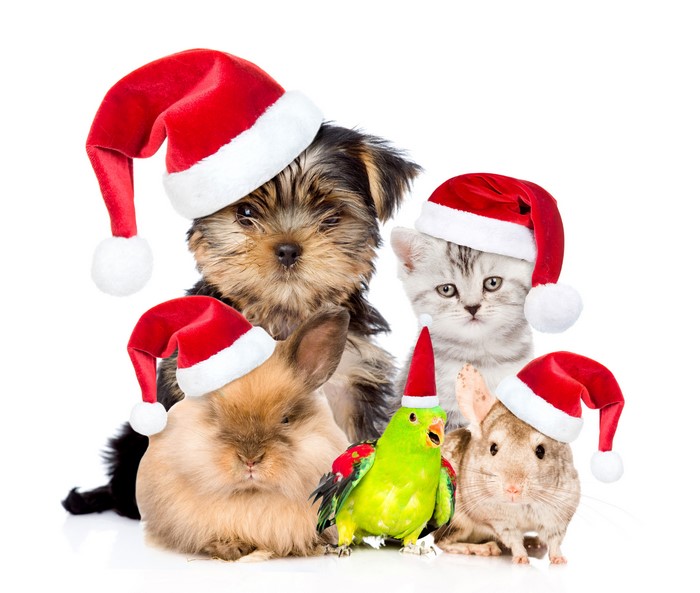 Christmas pets wearing Santa hats on white background