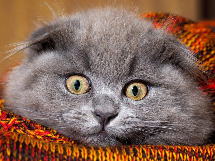 Close-up of a grey Scottish Fold kitten's face